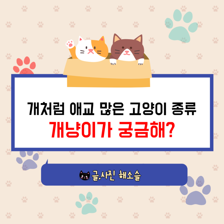  개처럼 애교 많은 고양이 종류, 개냥이가 궁금해?