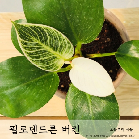  필로덴드론 버킨 키우기 philodendron birkin