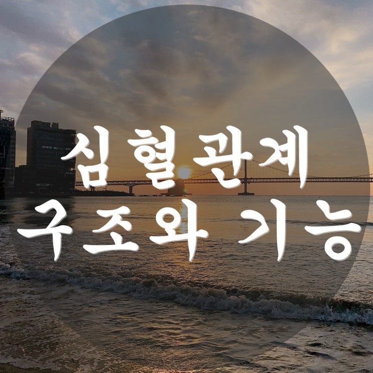  심혈관계의 구조와 기능, 그리고 의학용어