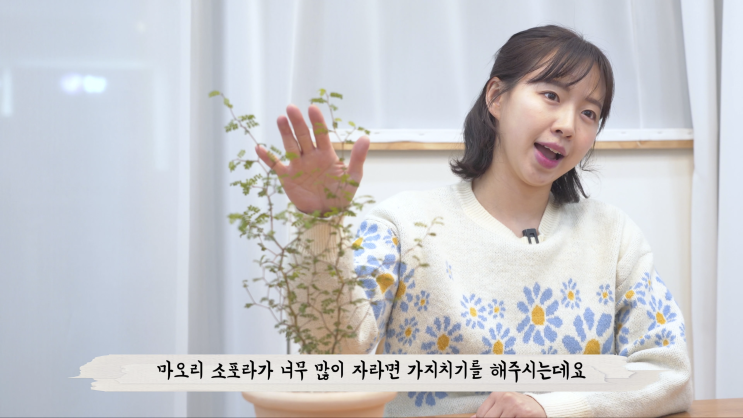  마오리 소포라 | 마오리 코로키아 | 키우기, 분갈이, 가지치기 Tip
