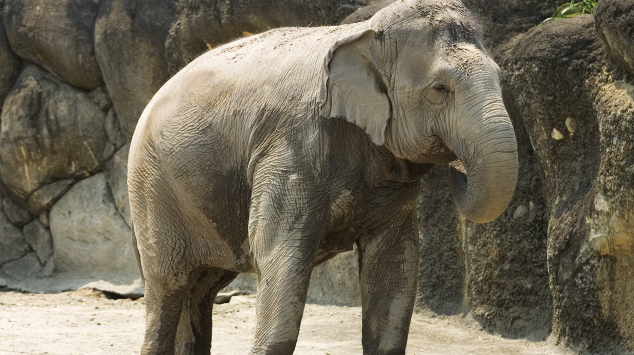 인도 아삼주서 18마리의 죽은 코끼리가 발견돼, 사망요인은 무엇일까?