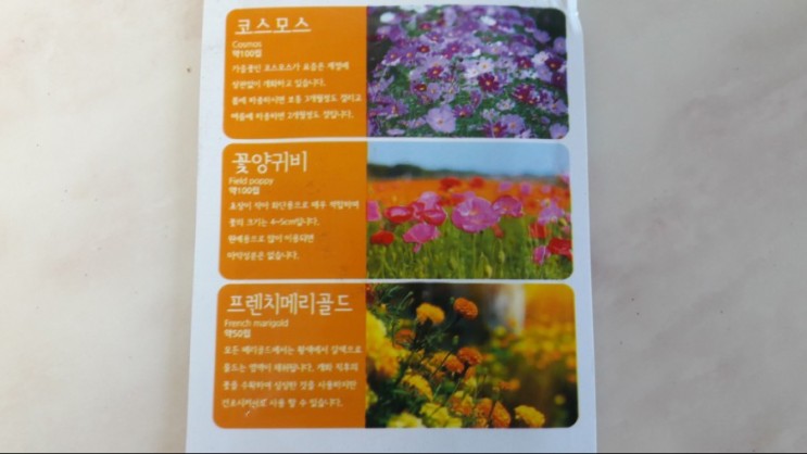 다이소 씨앗 파종 시리즈 - 꽃양귀비
