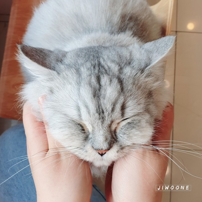  [일상블로그: 냥이 보면서 기분 좋게 하루 시작]