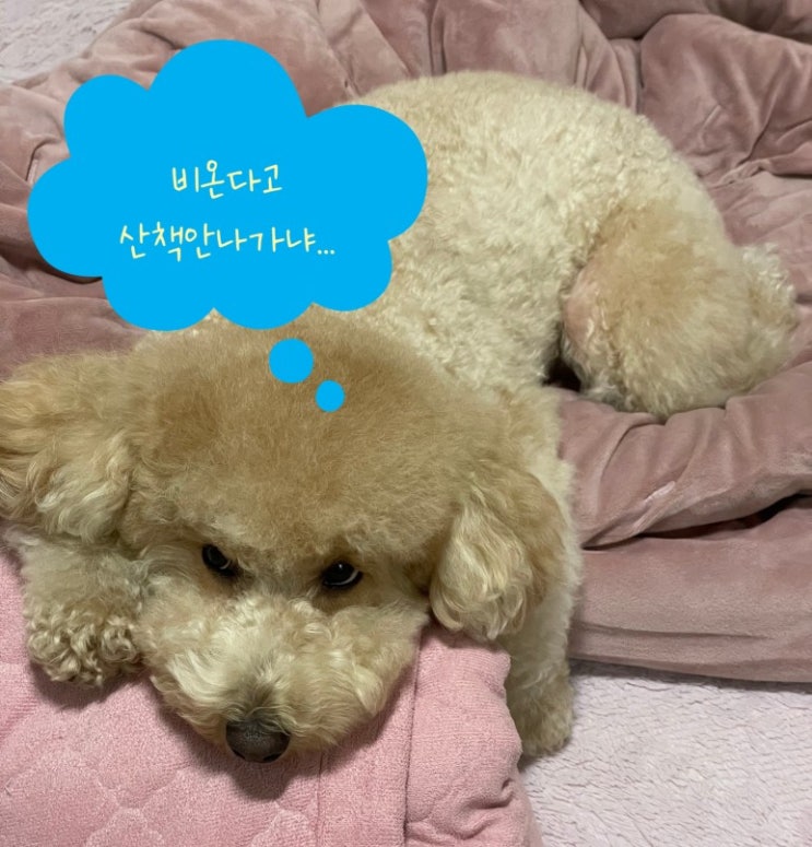  비 오는 날 강아지 산책은 안하는 편이에요ㅠ