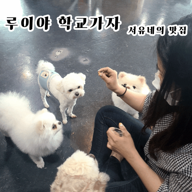  서유네의 맛집일기  군산 - 루이야학교가자(미장동, 강아지 없이 카페 이용가능, 애견카페, 주차장 정보)