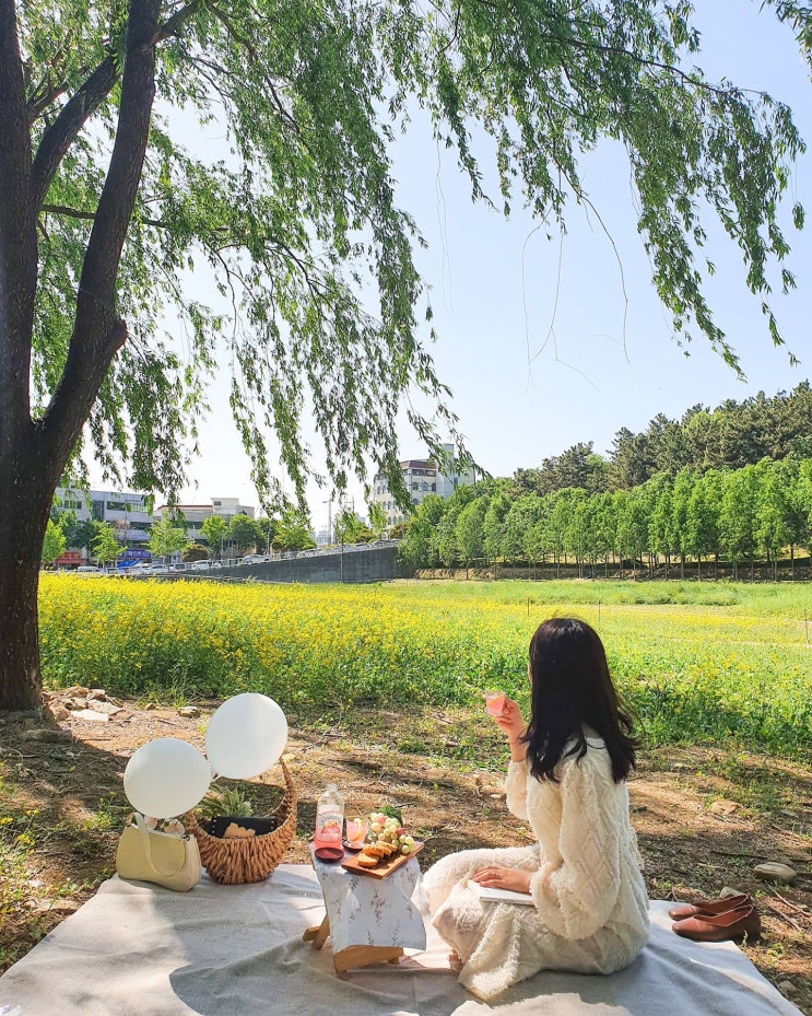  대구 두류공원 성당못 근처, 유채꽃 피크닉하기 좋은 곳!