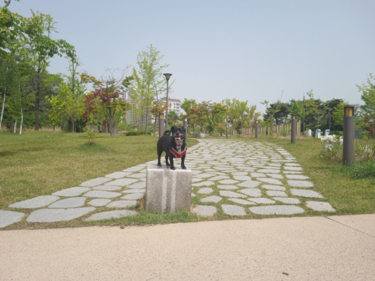 다시 시작하는 블챌. 사월이의 산책일기