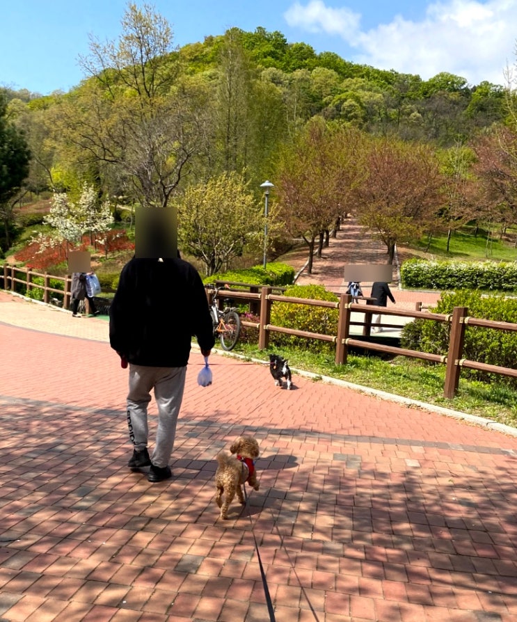 인천/부평 강아지 산책할 수 있는 원적산 공원. 푸들 슈나우저 강아지