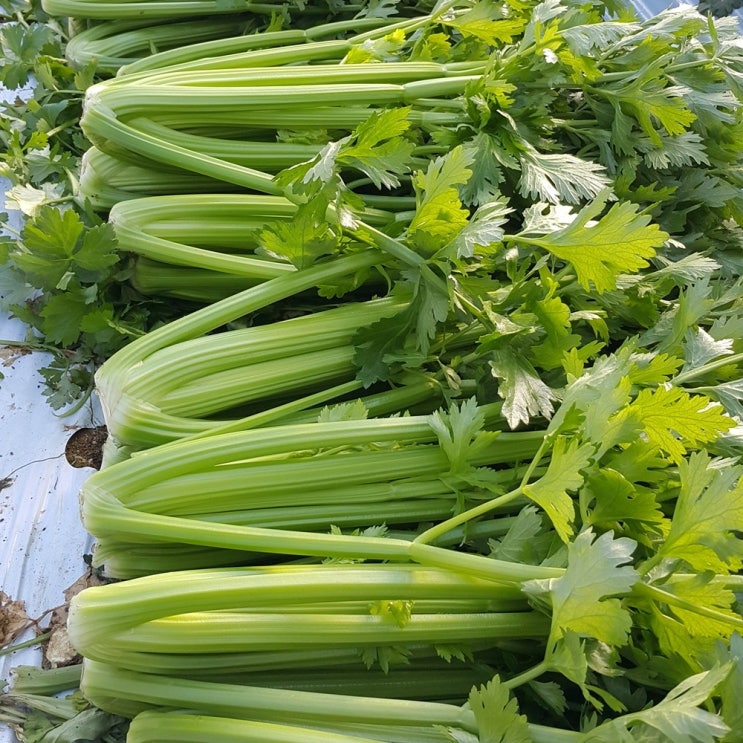의외로 인기있는 공철표님의 무농약 샐러리, 1개, 샐러리 5kg ··· 의외로 인기있는 공철표님의 무농약 샐러리, 1개, 샐러리 5kg ···