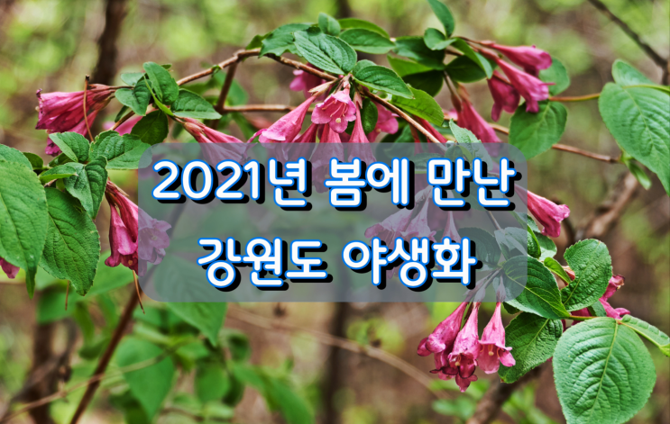 2021년 봄에 만난 강원도 야생화