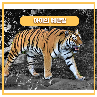  아빠 야단치는 우리 딸은 호랑이선생님