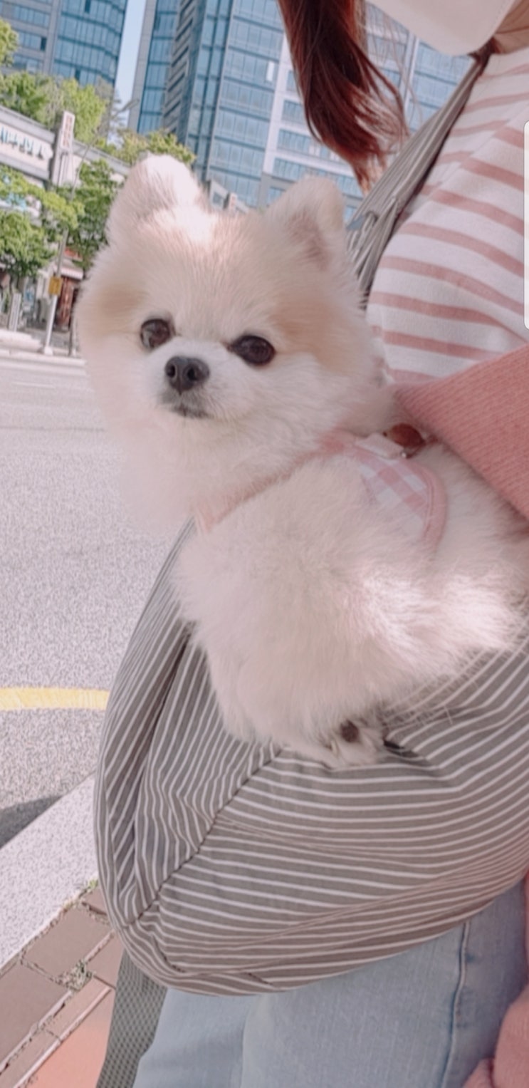  [강아지슬링백] 펫디엔씨 강아지슬링백, 심플하고 예쁜 디자인의 이동가방 입니다.