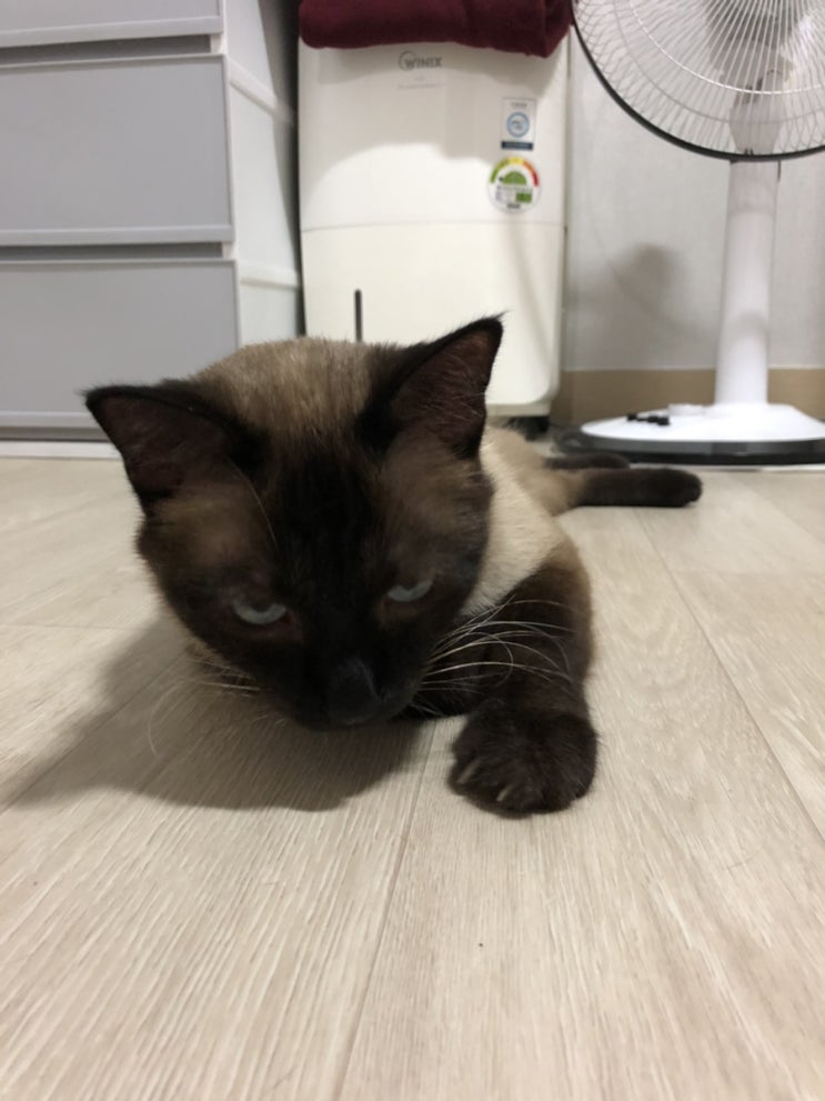  [랜선 집사] 샴고양이 토끼와 바니