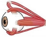  [오연식 박사, 약시, 복시, 간헐성 외사시, 난독증, 프리즘 안경, 포커싱 장애, 간헐적 외사시, 비전테라피, 시기능 훈련] 2021.05.18.