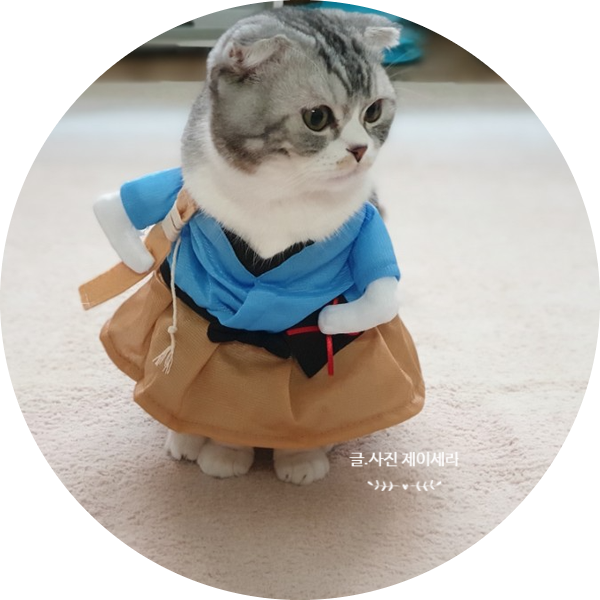 열무콩보리밥네 맏형 스코티쉬폴드 고양이 보리를 소개합니다.(고양이 입양)