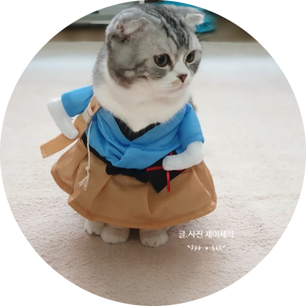  열무콩보리밥네 맏형 스코티쉬폴드 고양이 보리를 소개합니다.(고양이 입양)