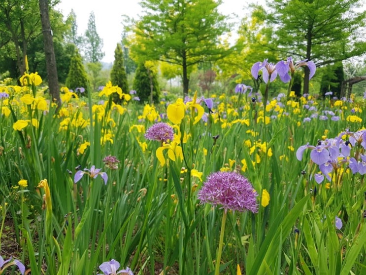 서울 구로 부천 옥길 범박 꽃 나들이 소풍 가볼만한곳: 푸른수목원
