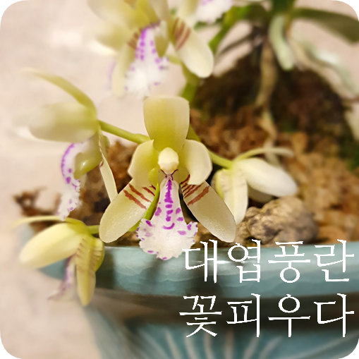  대엽풍란 키우기#2 대엽풍란 꽃피우다