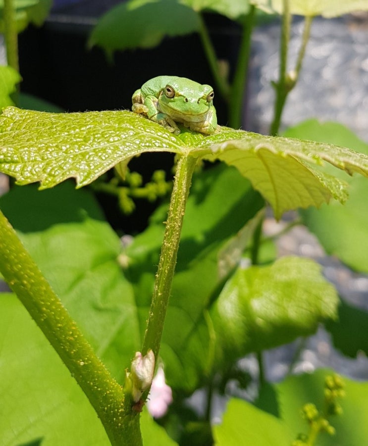 송산포도 우리집 포도농장 2탄 (옆손따기, 포도순따기)