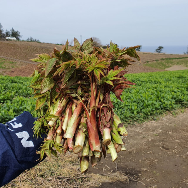 인기있는 울릉도 자연산 명이나물 생채 2kg 잎명이 눈개승마 삼나물 산지직송 울릉산채 장아찌, 눈개승마생채3kg ···