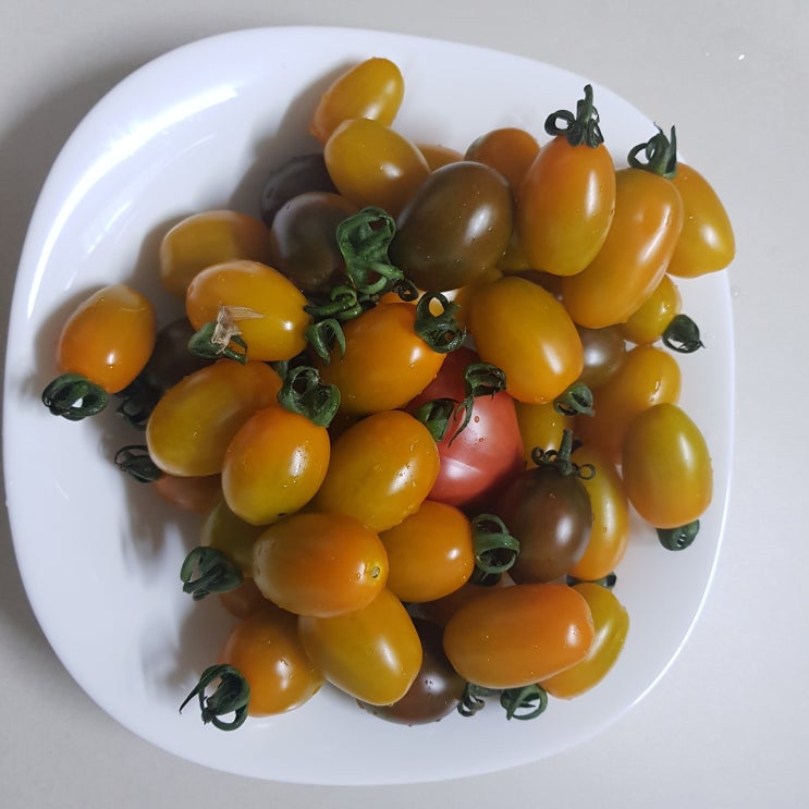  스테비아 방울토마토 토망고 구매후기 및 효능 알아보기