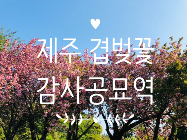  제주 겹벚꽃 명소 / 감사공묘역