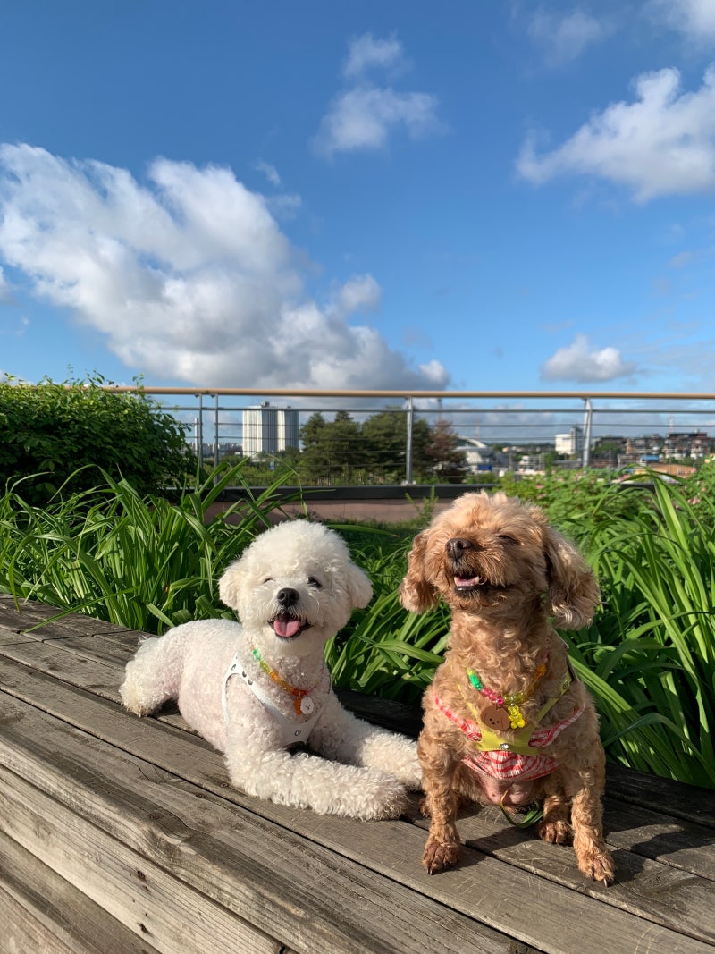 강아지 하트가드 프론트라인 가격, 사용법 [펫버킷 직구보다 저렴하게 사는 방법] : 네이버 블로그