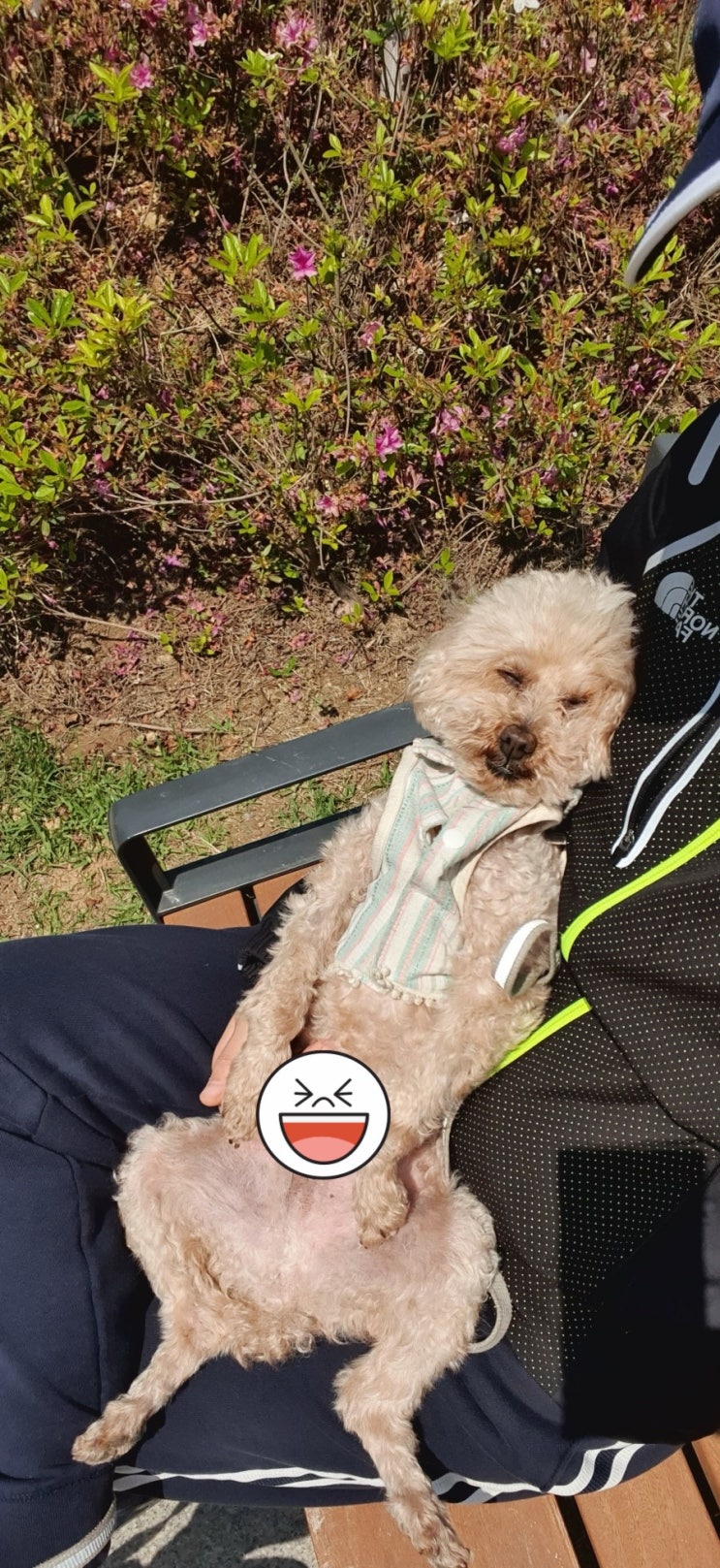  청각장애 안내견 행운이와 일광욕을 즐긴 날 ️