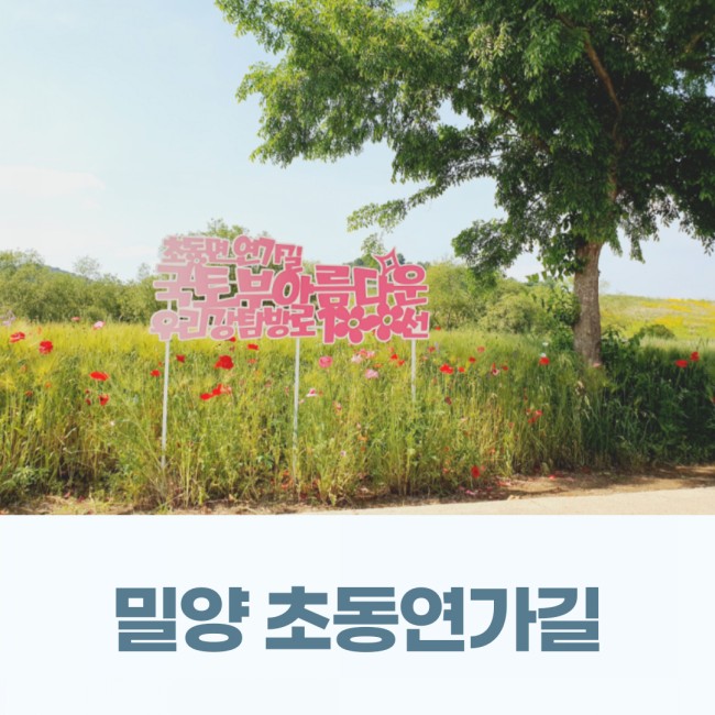  경남 밀양 아이랑 가볼만한곳 초동연가길 추천 청보리 밭 양귀비 꽃길 따라 걷기 좋은곳