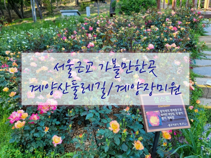  서울근교갈만한곳/계양산둘레길 가볼만한곳으로 계양장미원 추천
