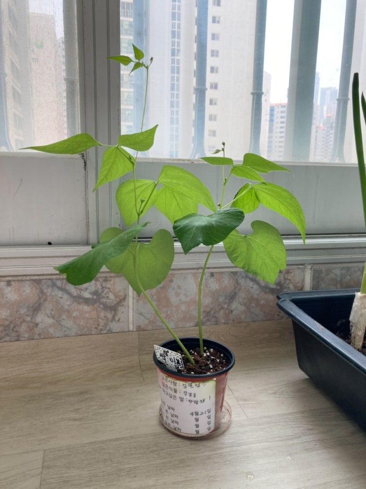  강낭콩키우기 떡잎 본잎 물주기 꽃피우기 한살이 초등 관찰일기