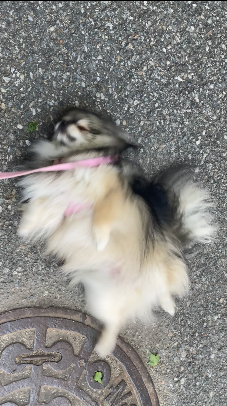  브레이크 댄스 추는 꾸꾸