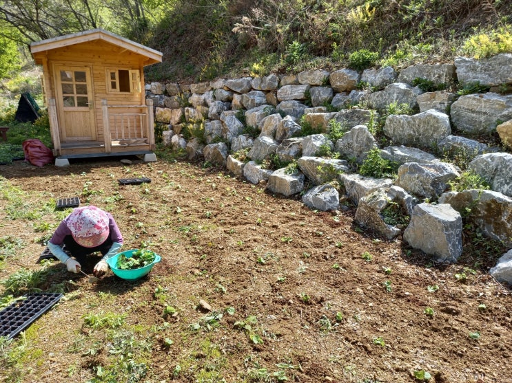  수원도시락 림과함께 곰취의 효능과 자라는 시기 고토원 이야기