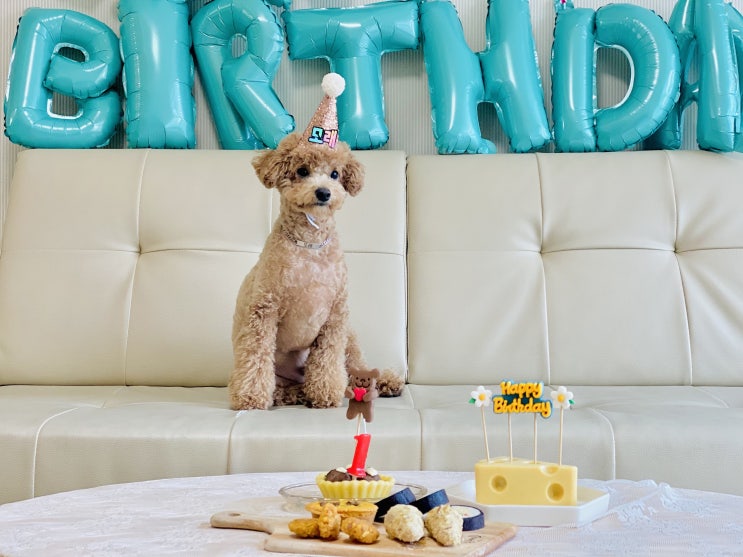  [강아지 생일파티] 1살 생파 반려견 케이크, 생일파티 세트 feat.아이디어스 오간식