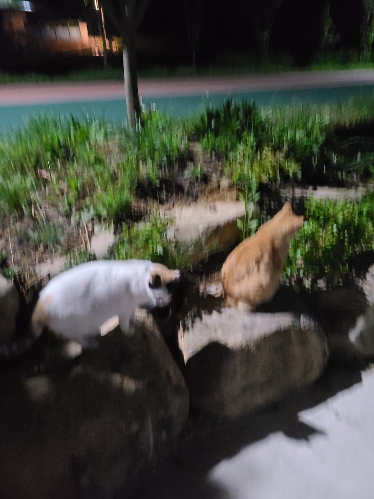  오늘일기 블챌 귀찮지만 시작하자