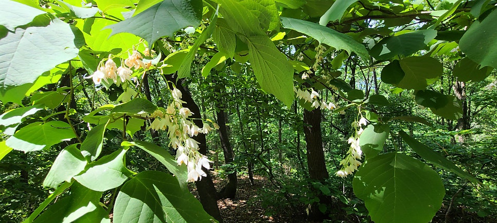 농밭구미산 사진 5