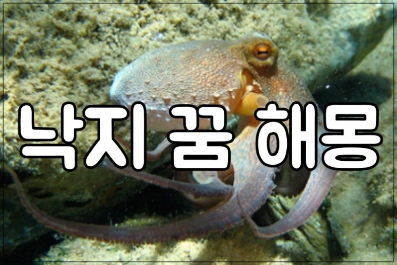 낙지 꿈 해몽/낙지 잡는 꿈해몽