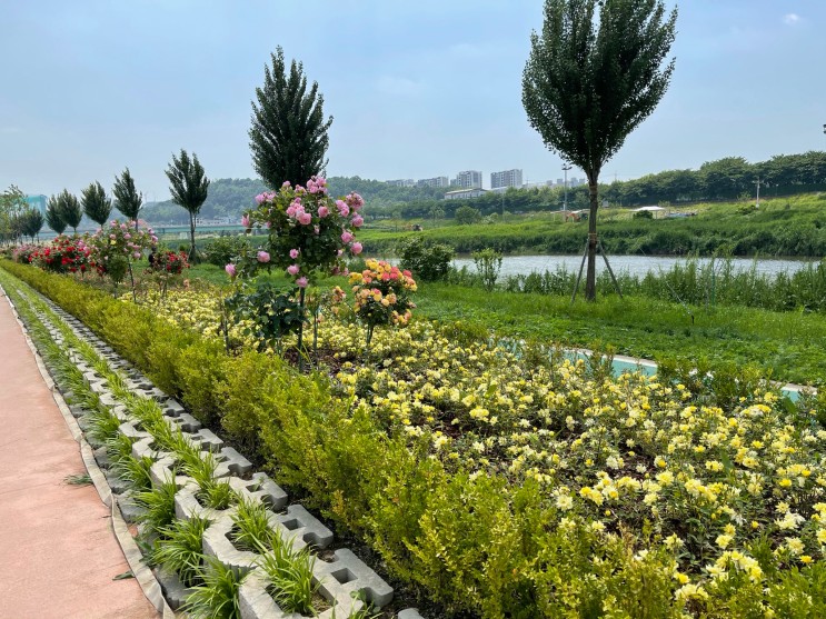 안양천의 생태초화원 : 예쁜 꽃들이 반겨주는 힐링 산책길