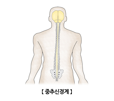  3-2. 중추신경계 VS 말초신경계