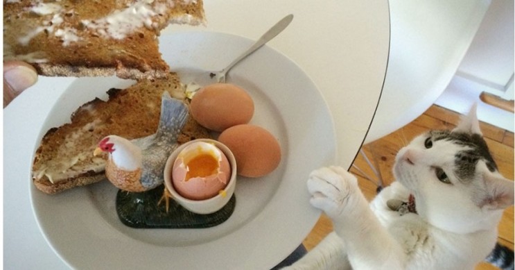 고양이 음식, 고양이는 삶은 계란도 먹습니다.