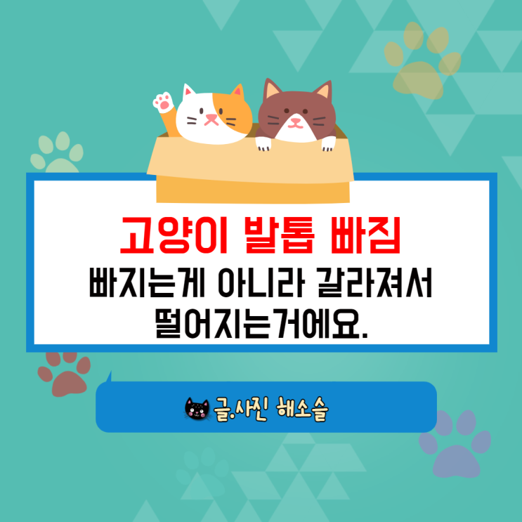  고양이 발톱 빠짐? 빠지는 게 아니라 갈라짐 후 떨어진 거예요~