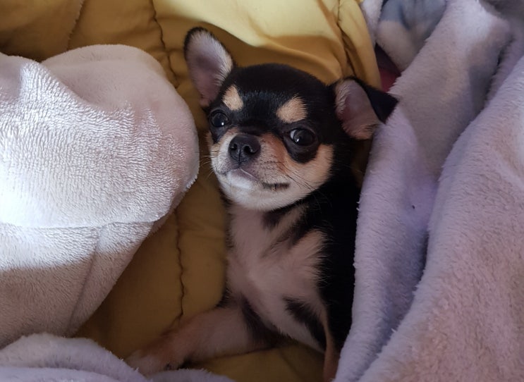  (블랙탄 단모)치와와1년 키워보고 느낀성격.주의사항