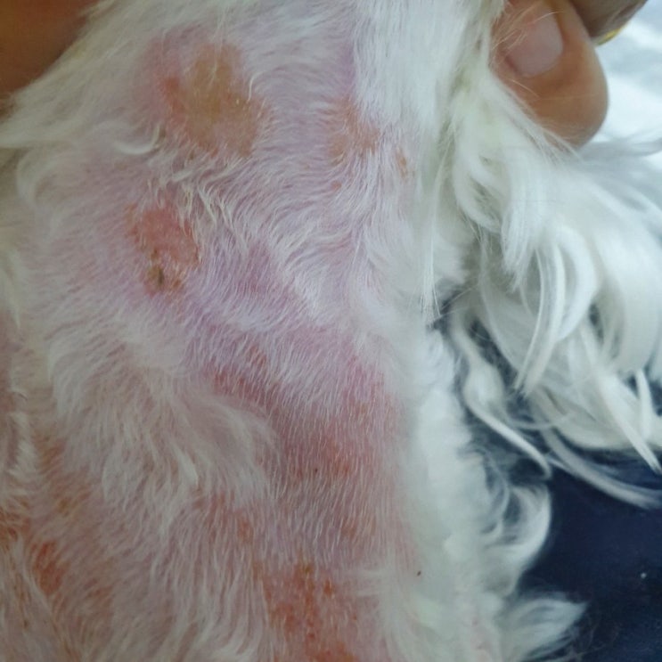 강아지 피부질환 치료