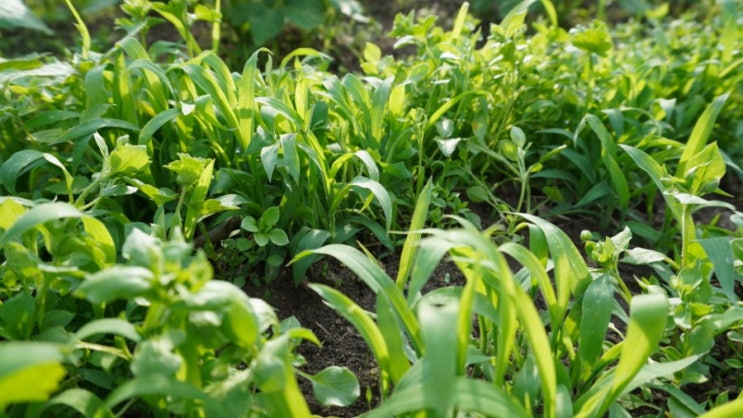  텃밭가꾸기, 잡초를 뽑지 않는 이유.잡초농법, 잡초제거안하는농사
