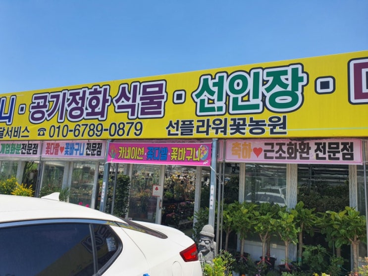  대구 화훼단지 썬플라워 꽃 농원