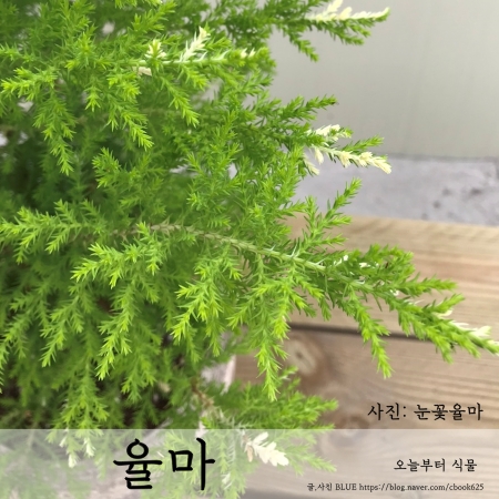  눈꽃율마, 율마 goldcrest, wilma 오늘부터식물
