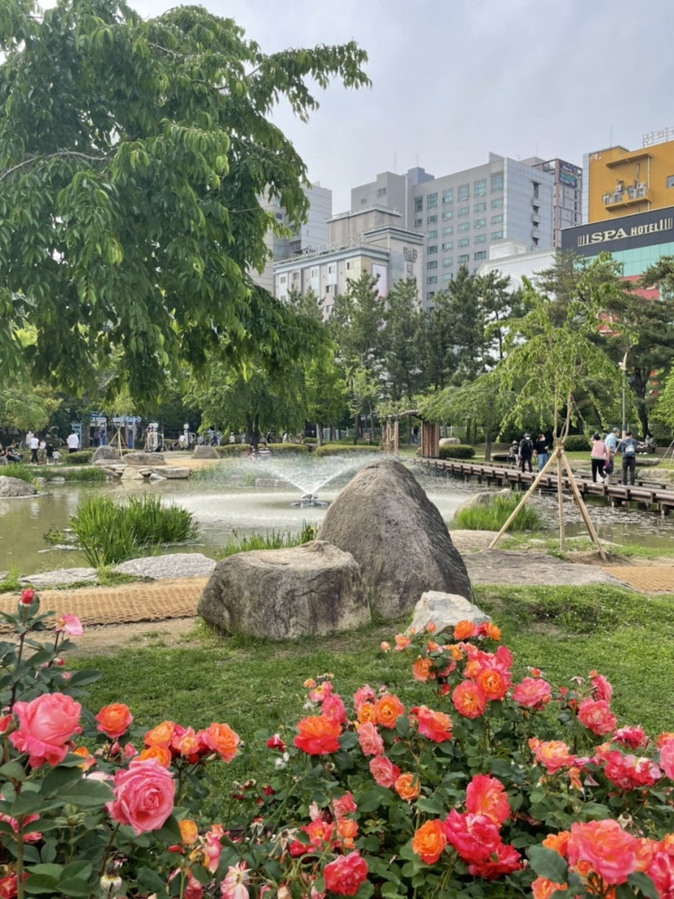  [부산 여행] 알록달록 예쁜 화명동 장미공원, 장미원