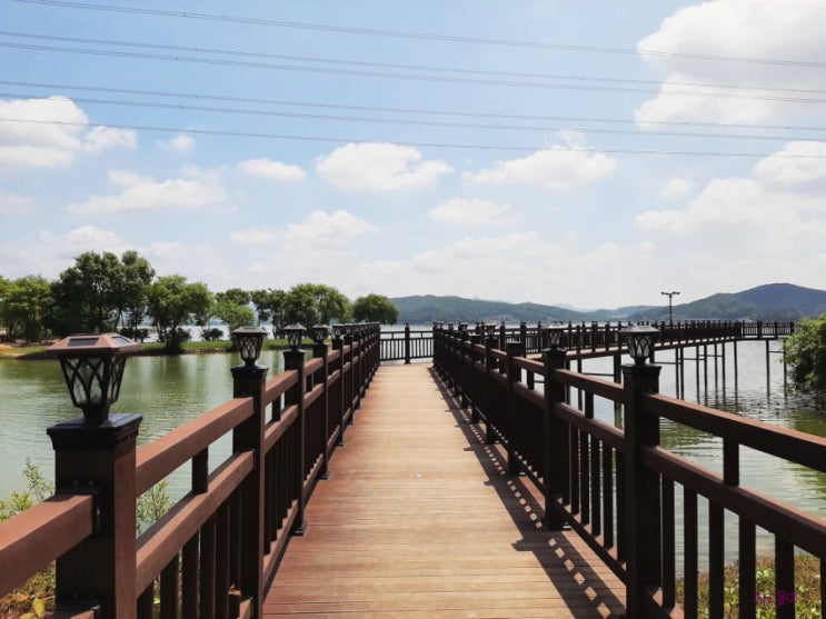  논산 수변생태공원 논산 탑정호 출렁다리 옆에 있어요~