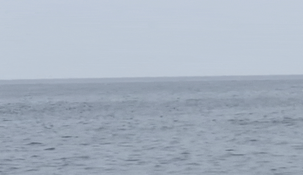 제주도 서귀포 공짜 자연산 돌고래쇼 보는법 제주도 서귀포 공짜 자연산 돌고래쇼 보는법