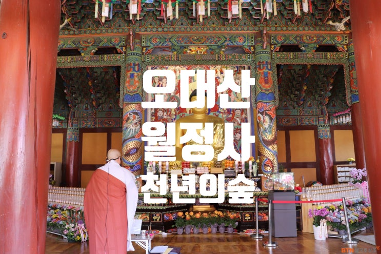  한국3대 전나무숲 '천년의 숲' 문수성지 오대산 월정사